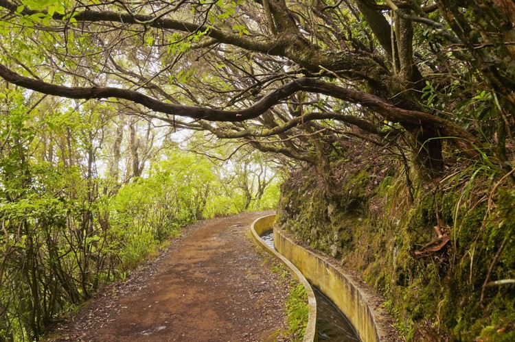 Levada da Serra van Faial - Santana - Madeira - Portugal
